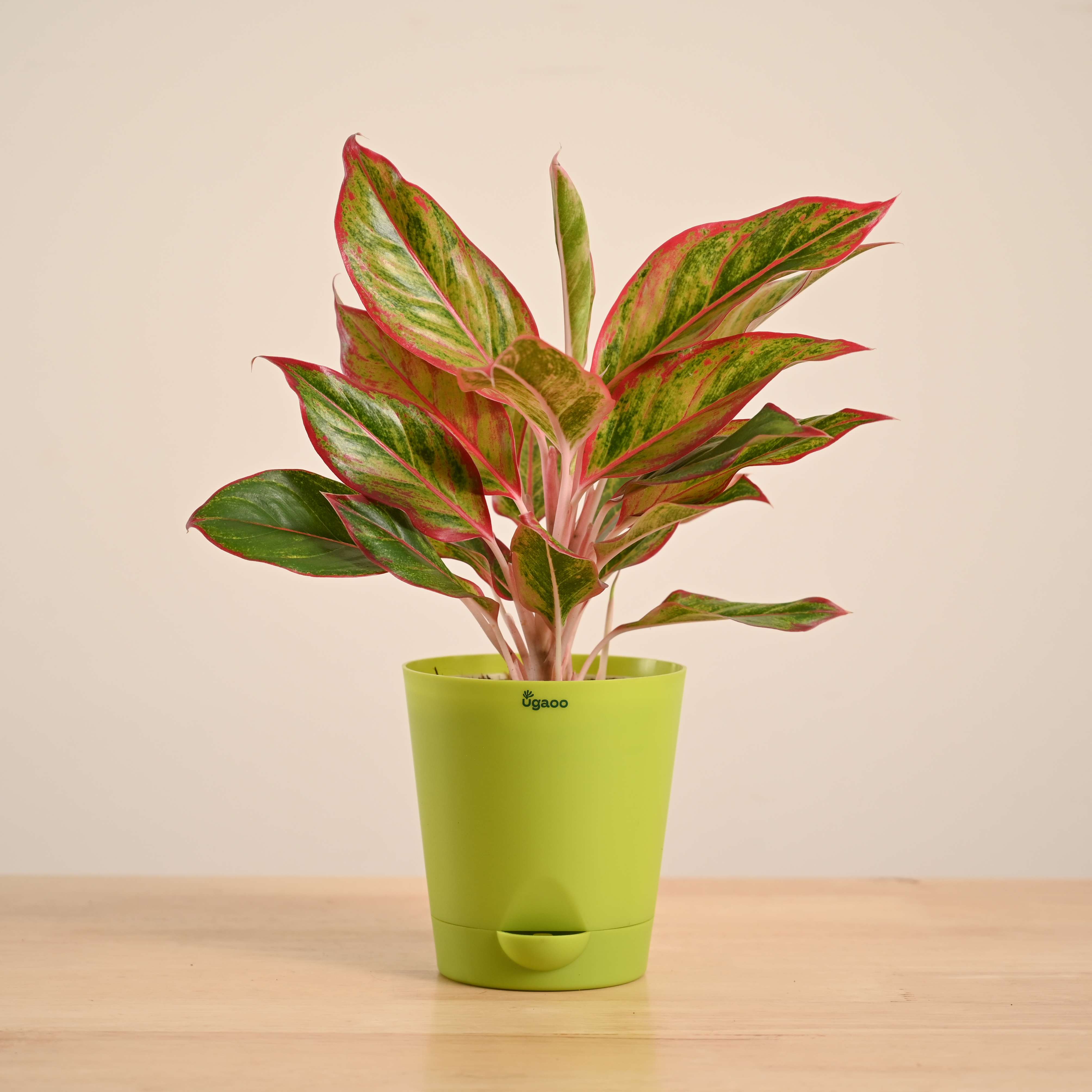 Product image 64