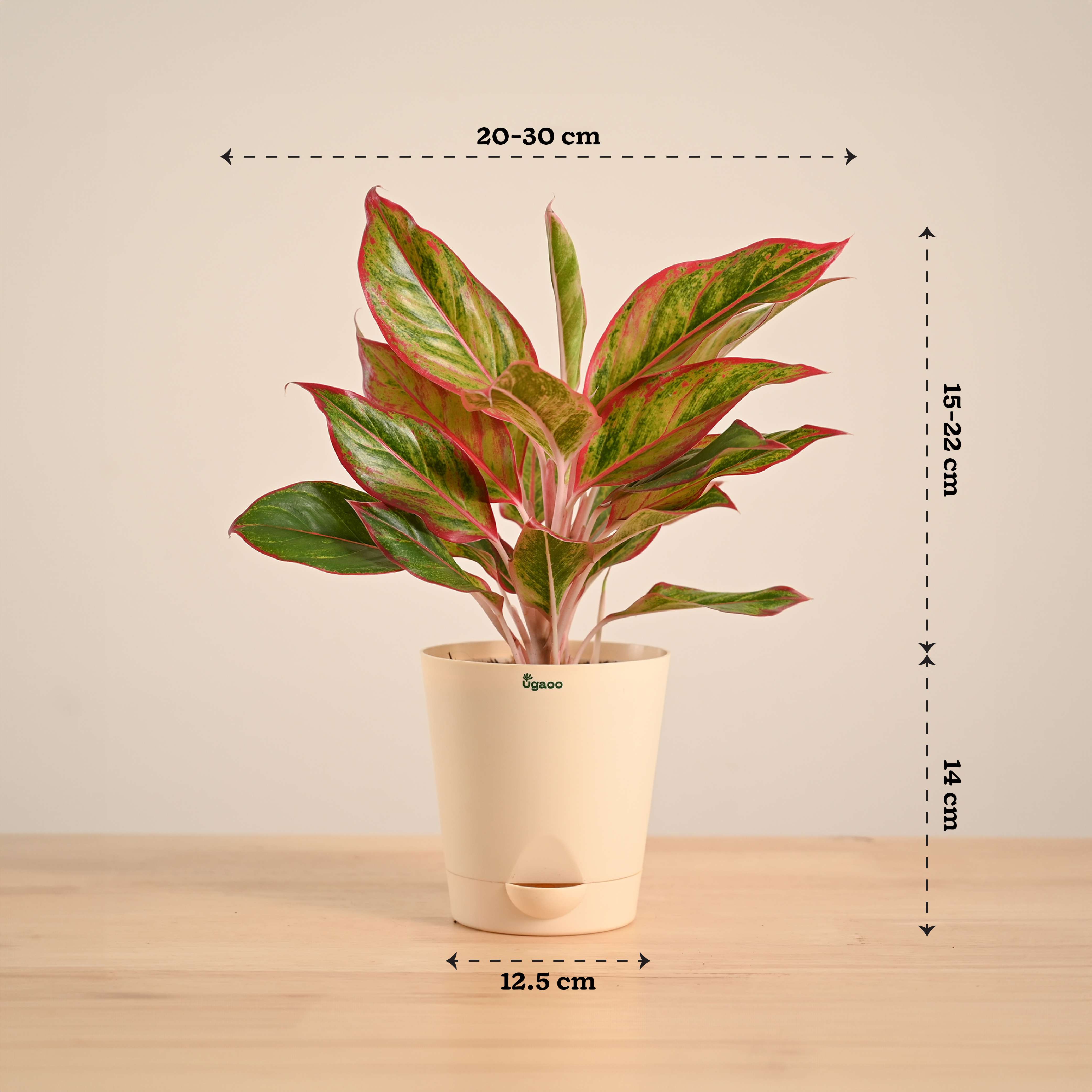 Product image 67