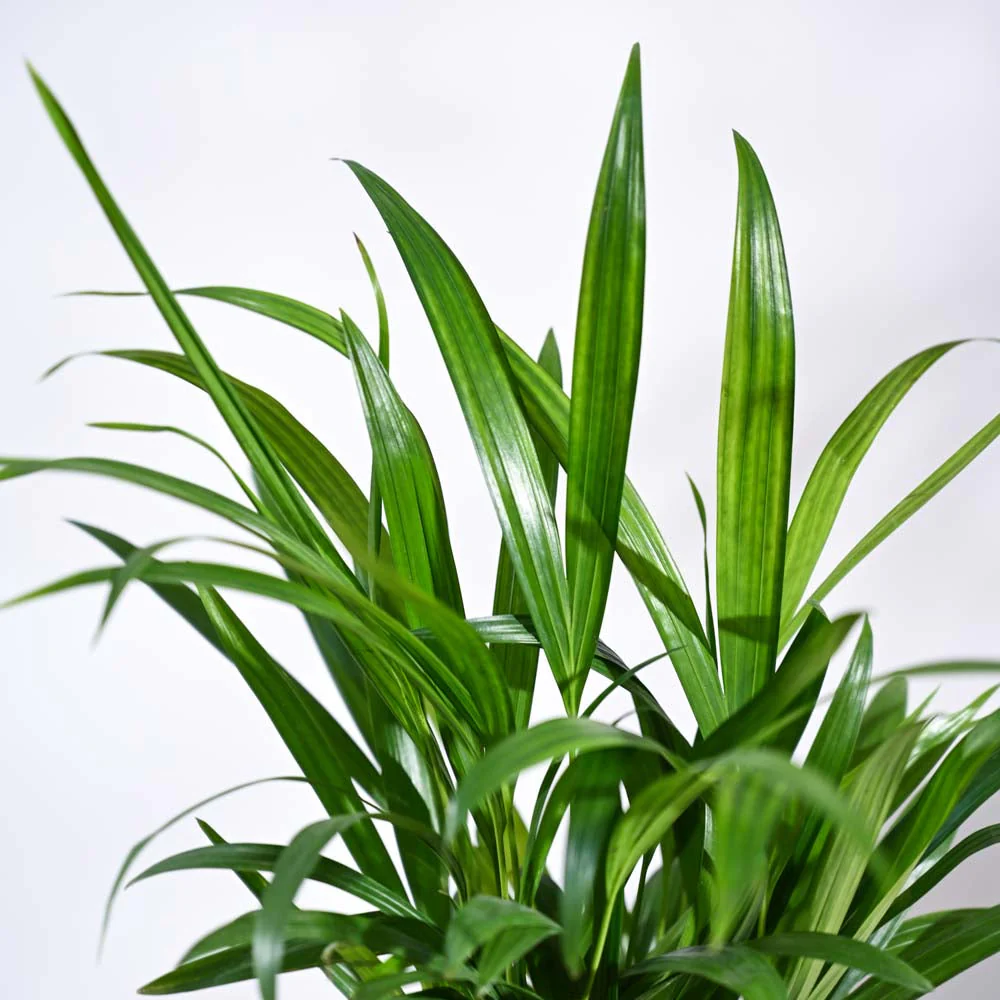 Product image 87