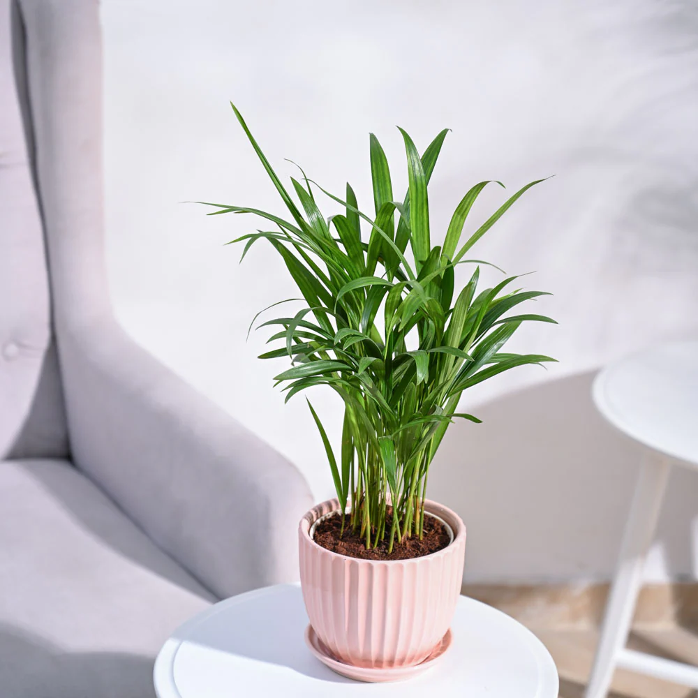 Product image 89