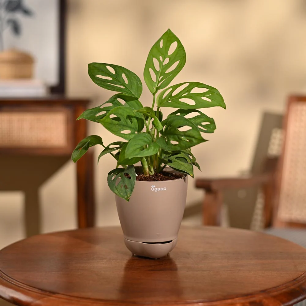 Product image 101