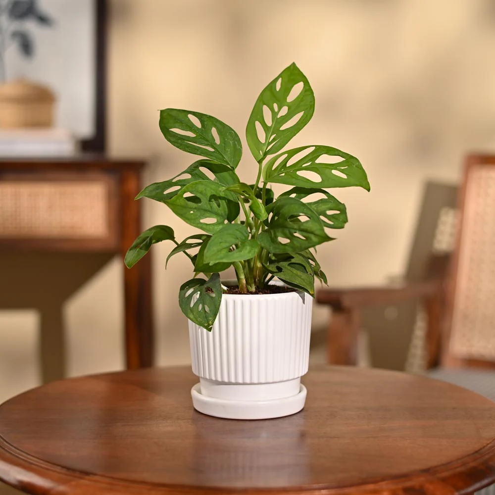Product image 103