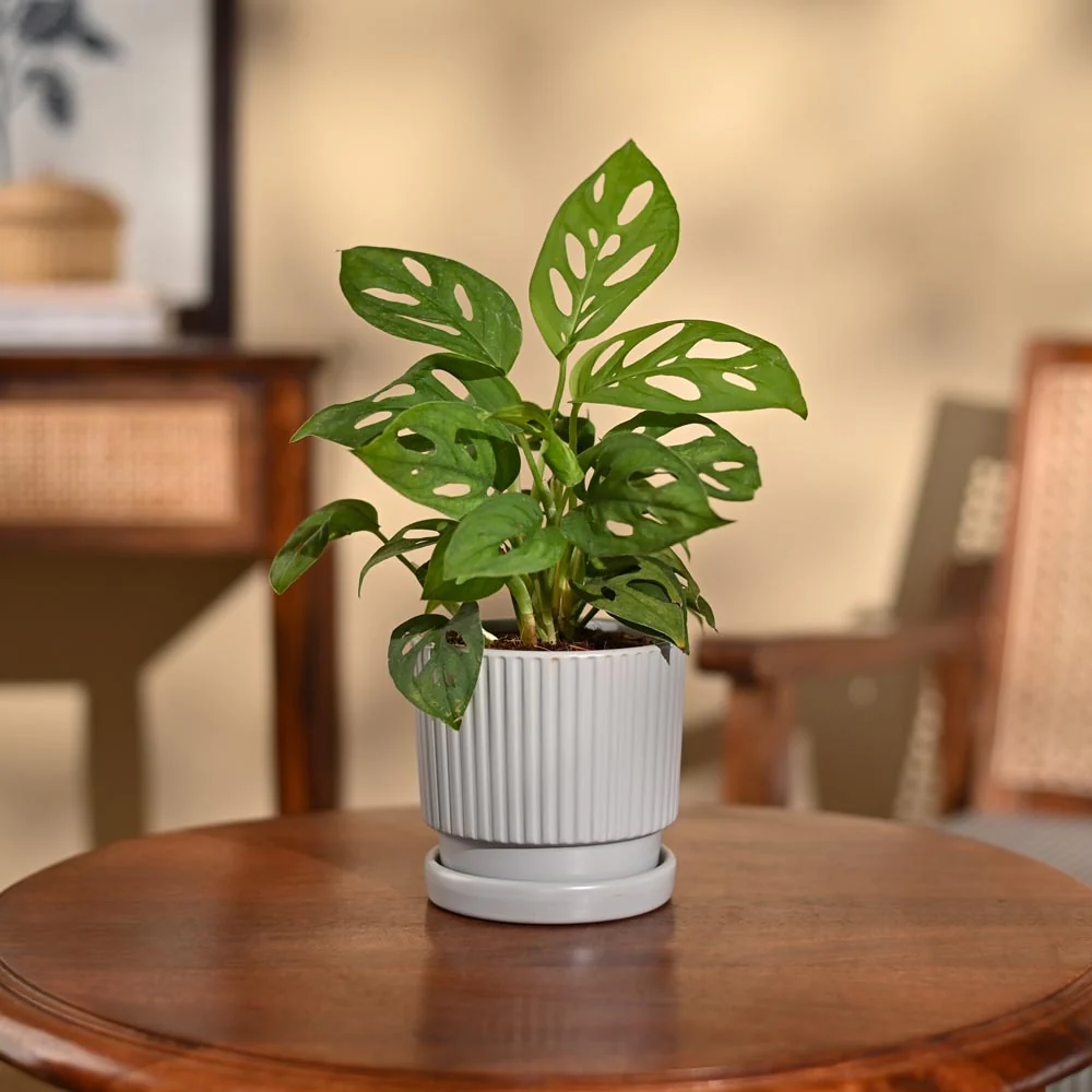 Product image 104