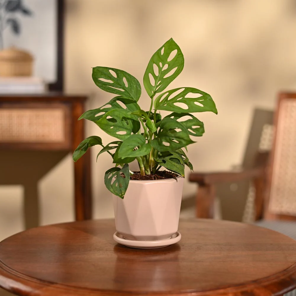 Product image 106