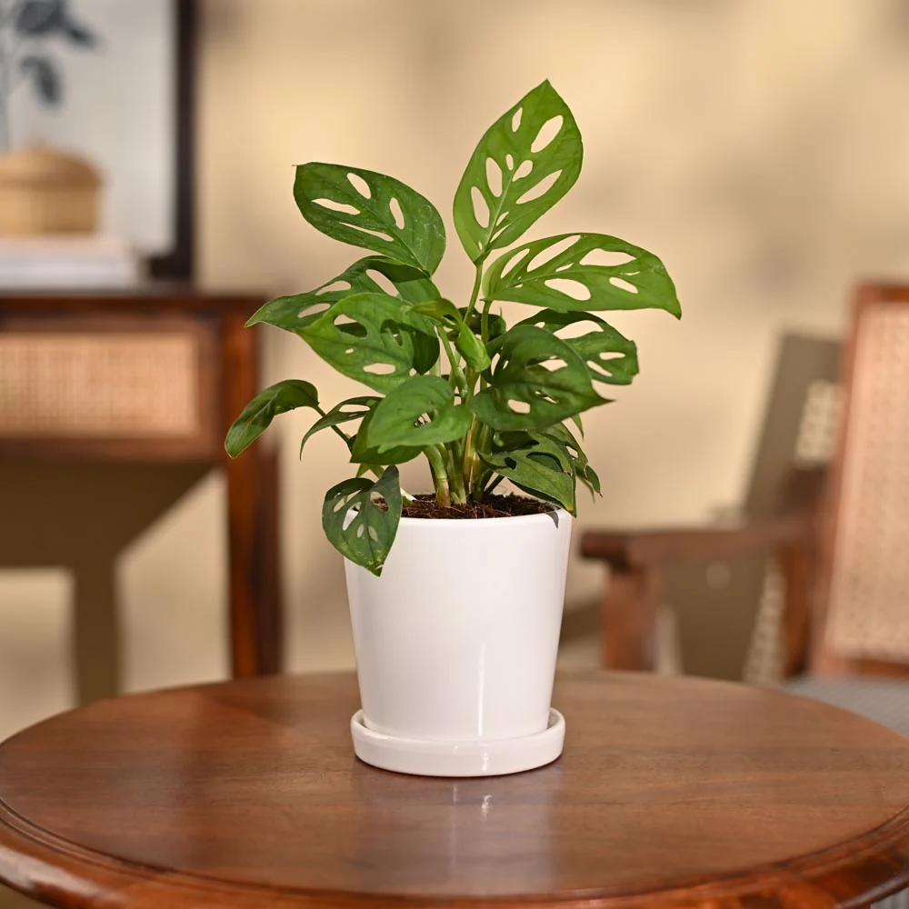 Product image 107