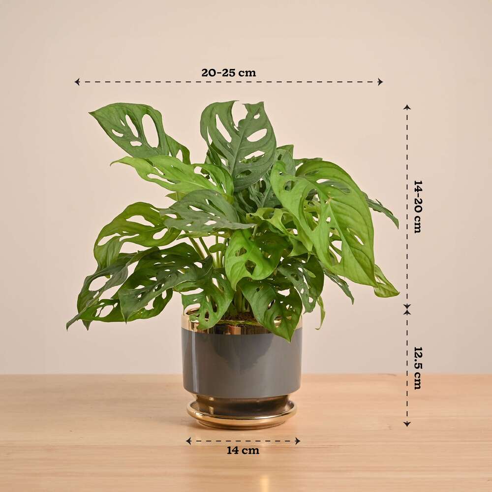 Product image 74
