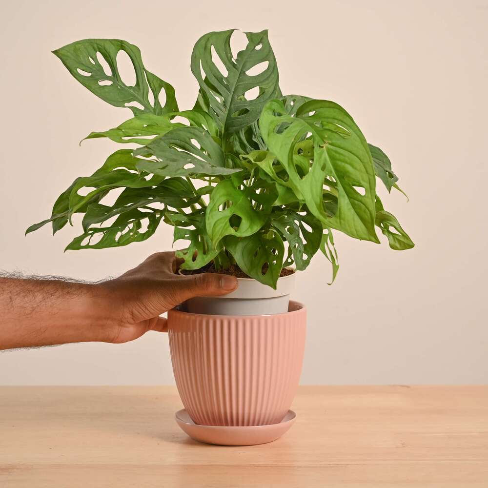 Product image 78