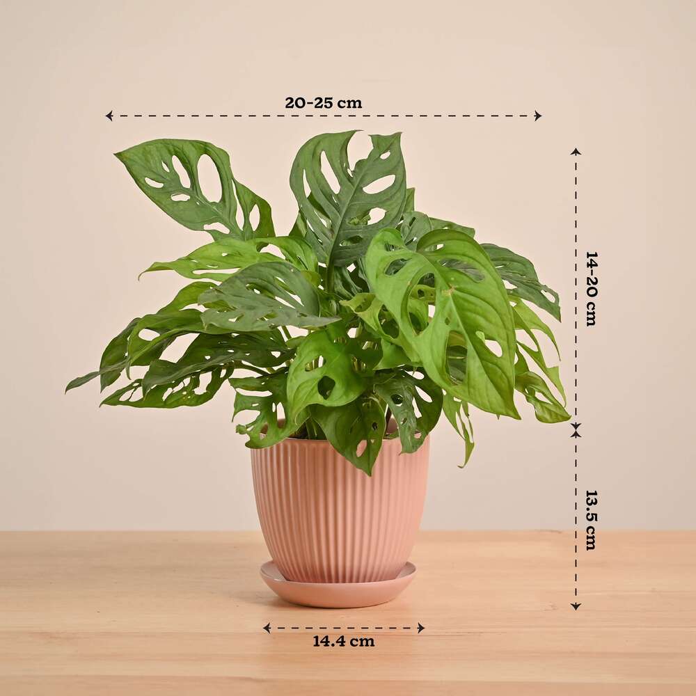 Product image 79