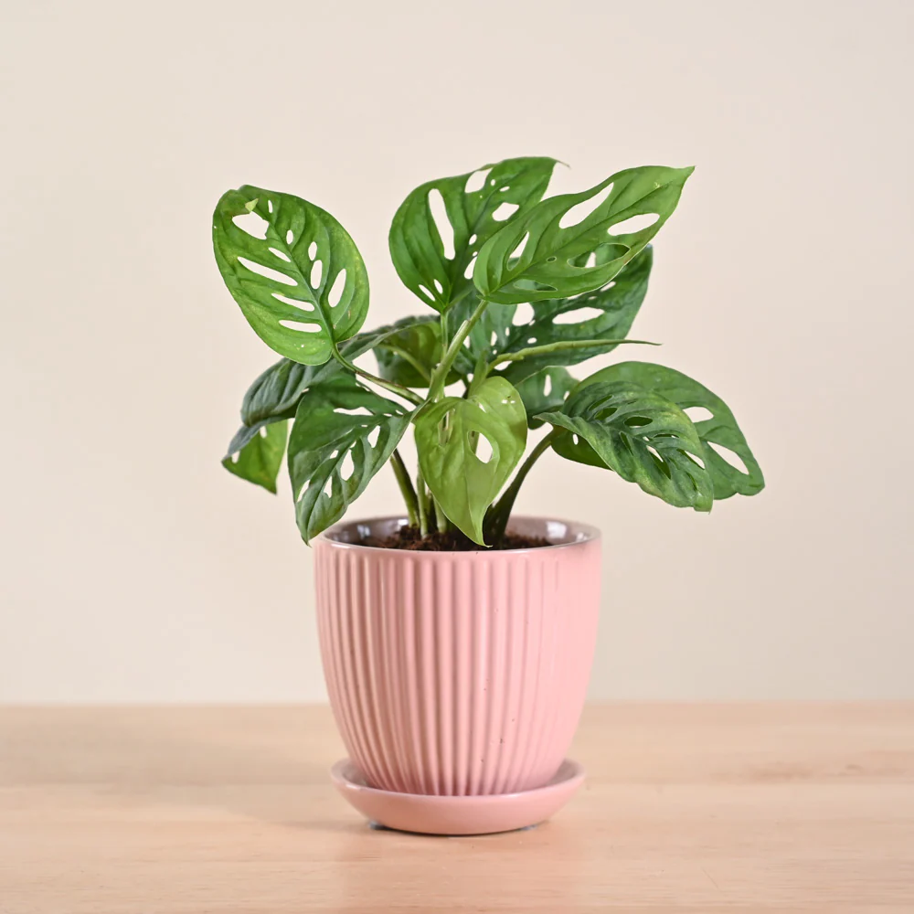 Product image 83