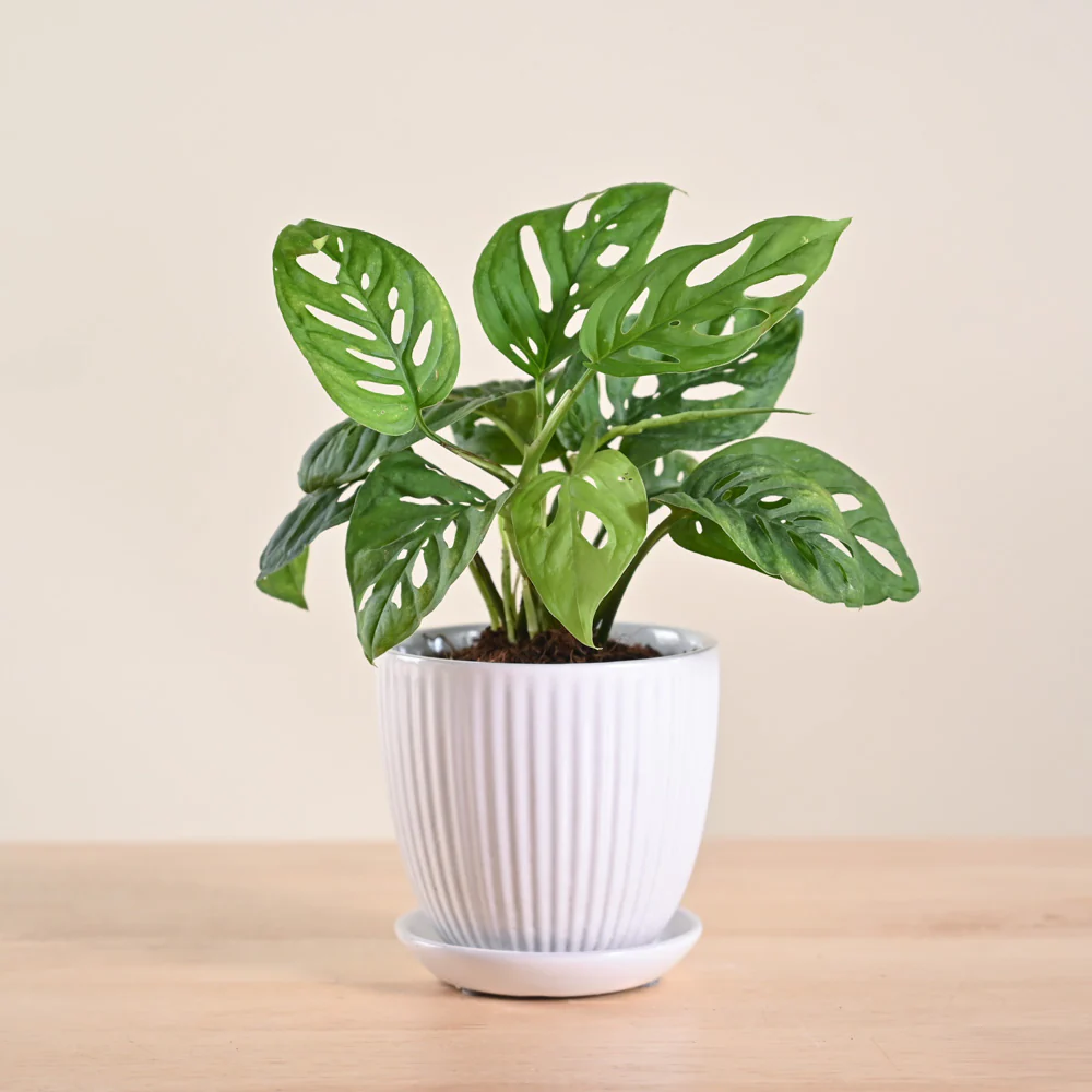 Product image 84