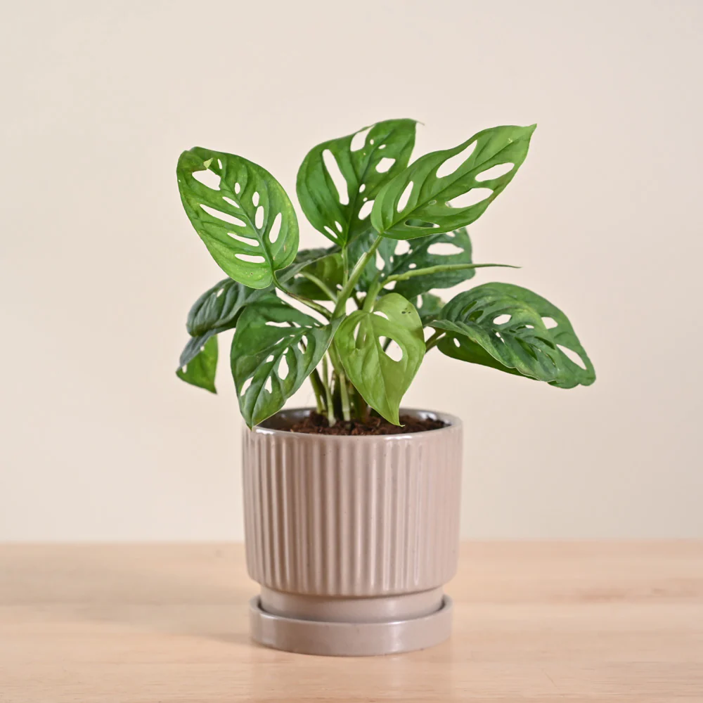 Product image 86