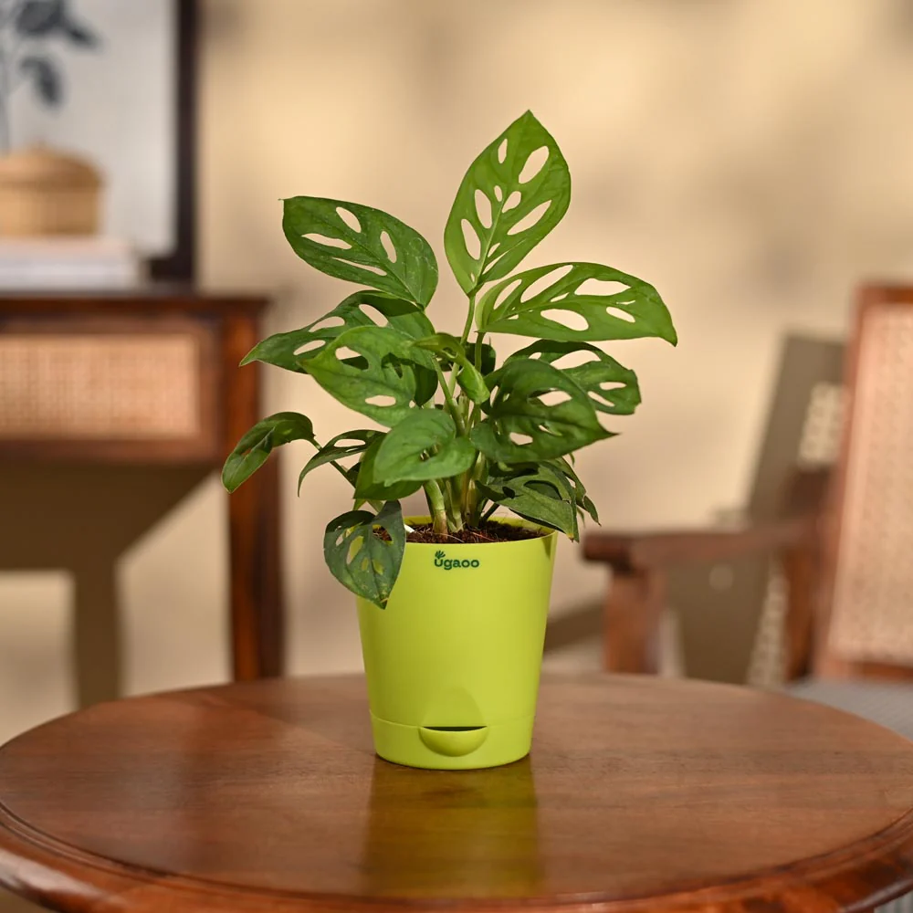 Product image 91
