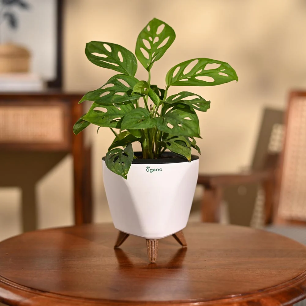 Product image 97
