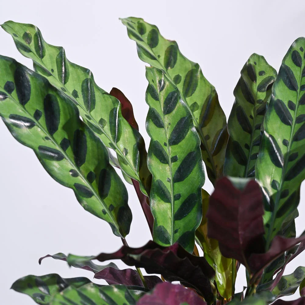 Product image 103