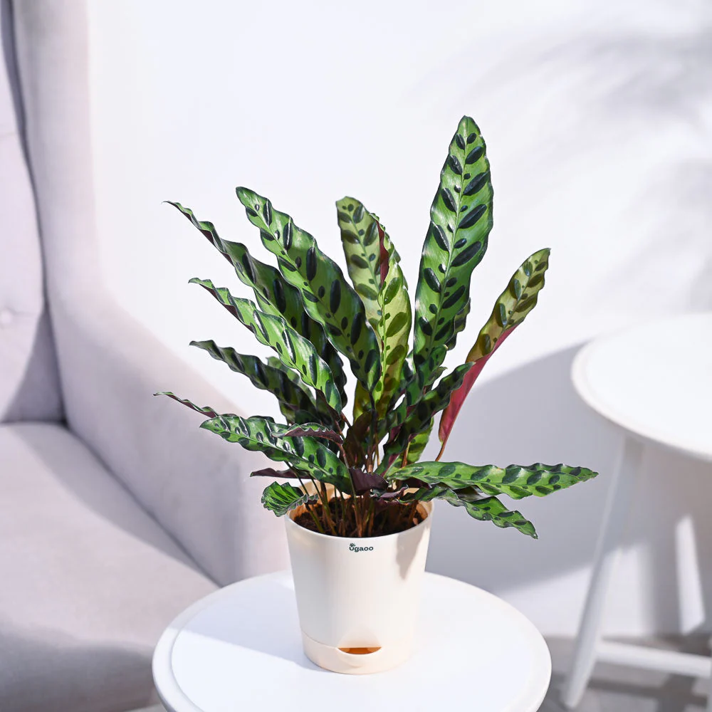 Product image 106