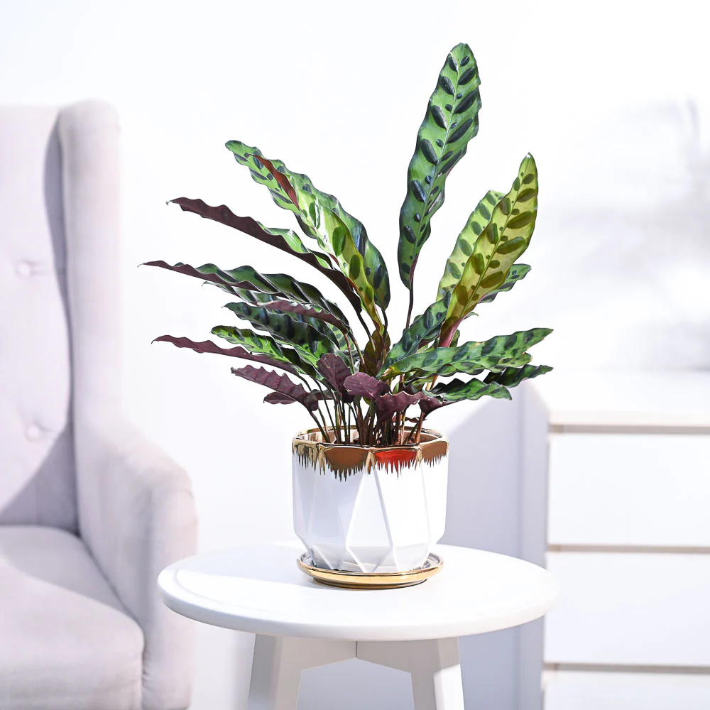 Product image 112