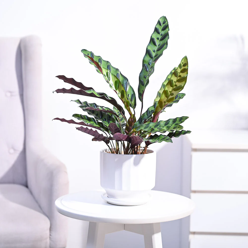 Product image 91