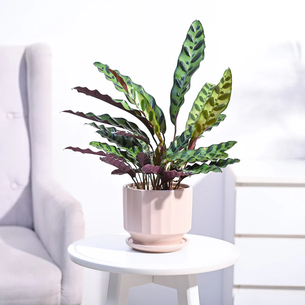 Product image 97