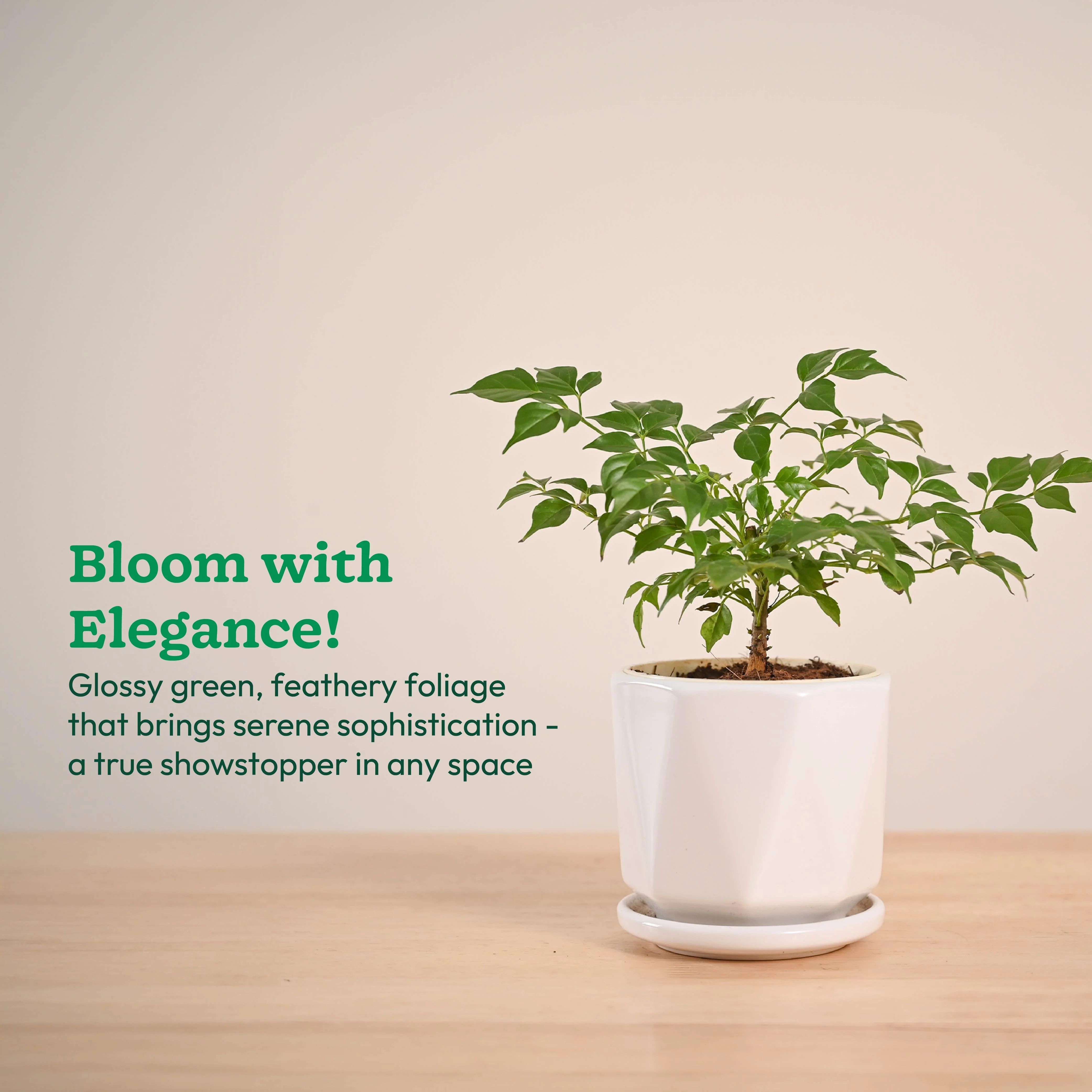 Product image 93