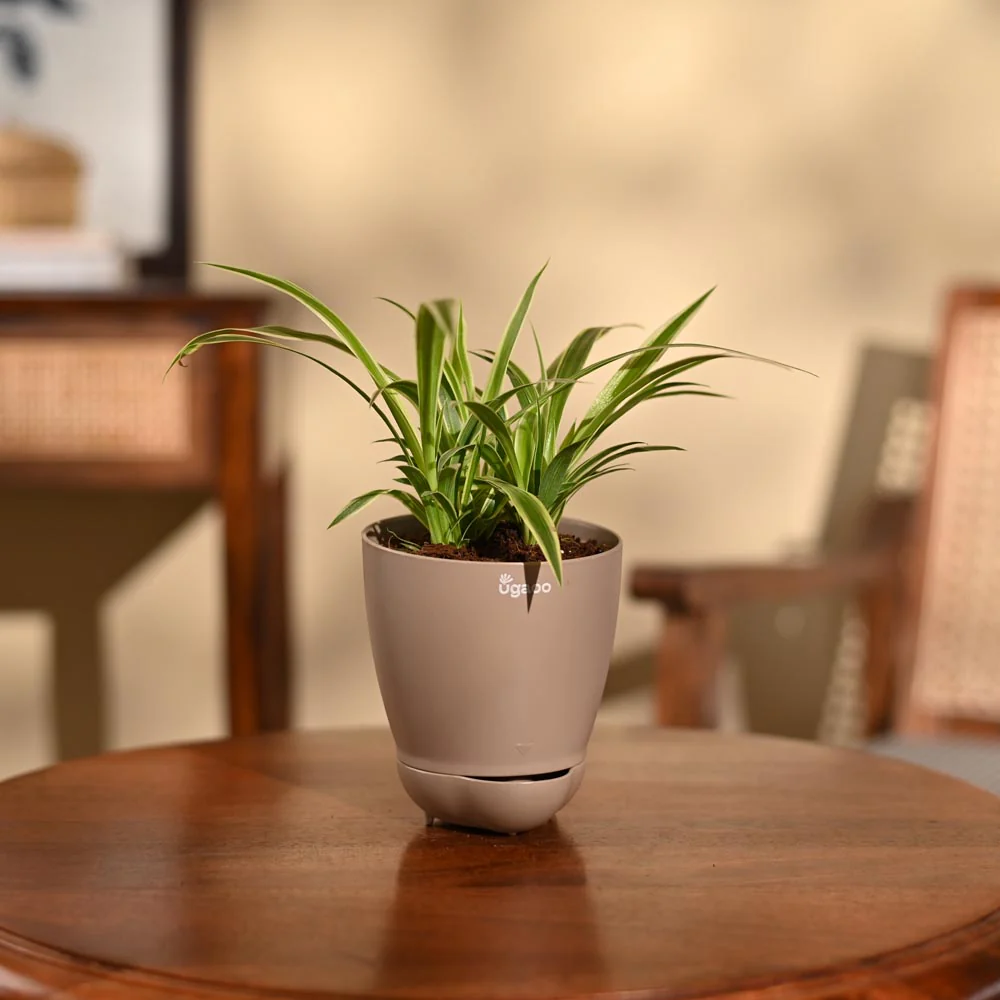 Product image 101