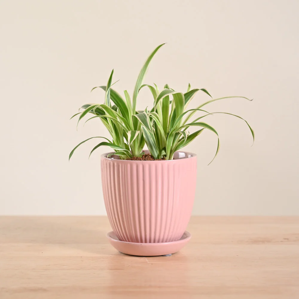 Product image 79