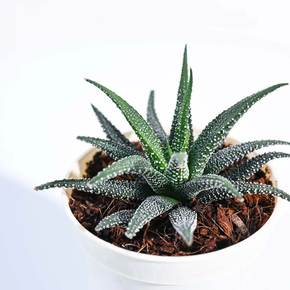 Product image 92