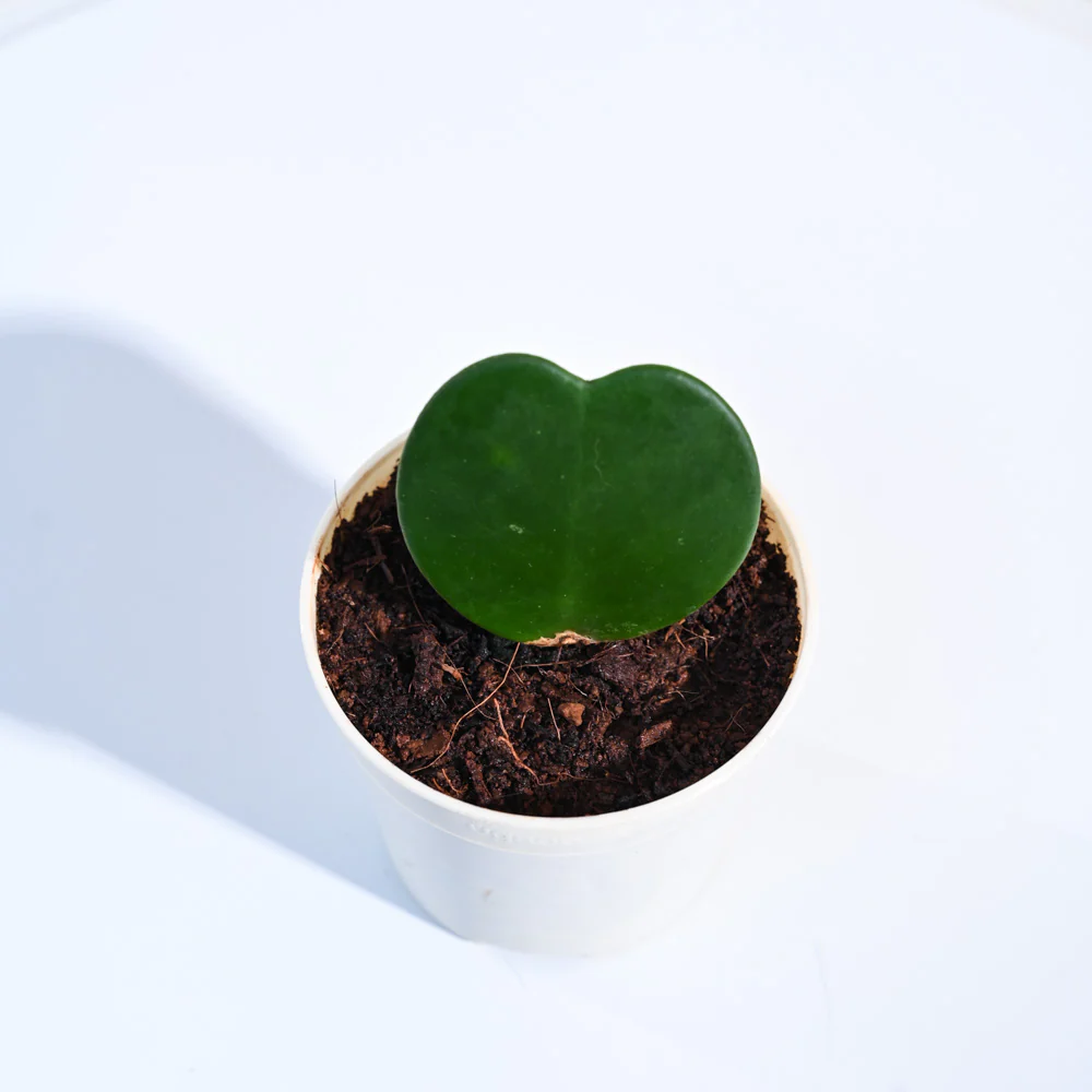 Product image 131