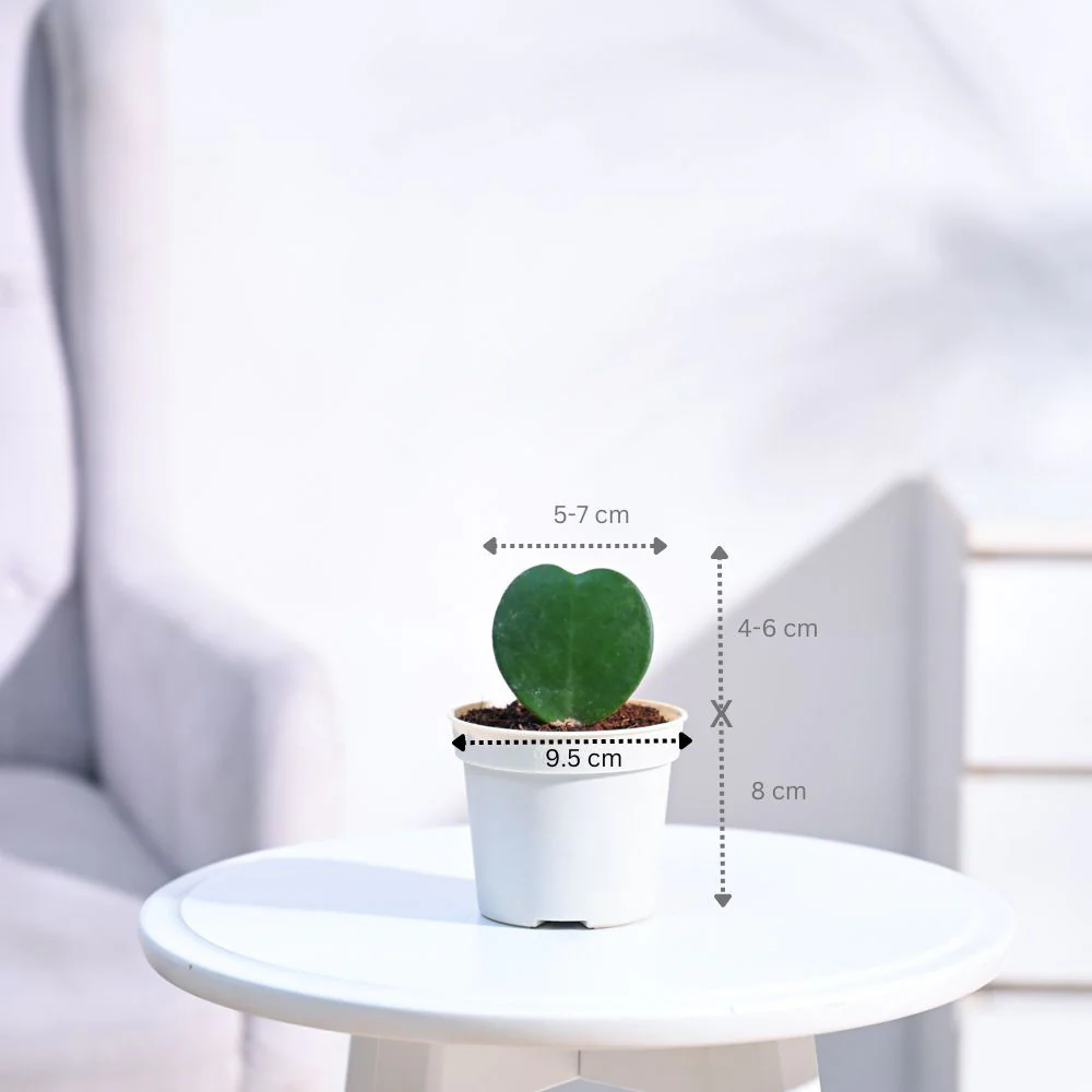 Product image 67