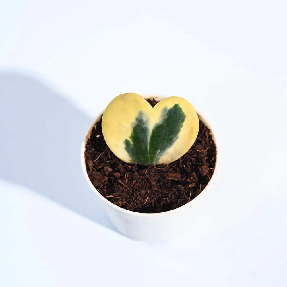 Product image 100