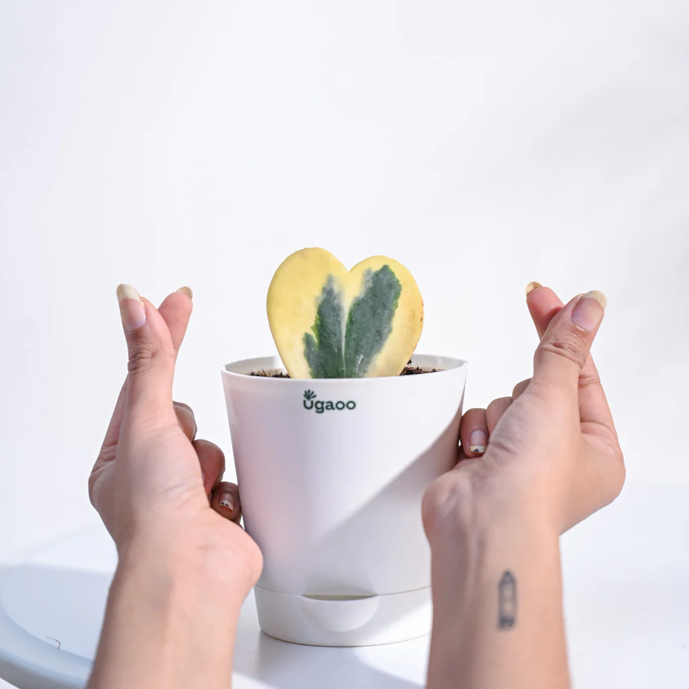 Product image 116