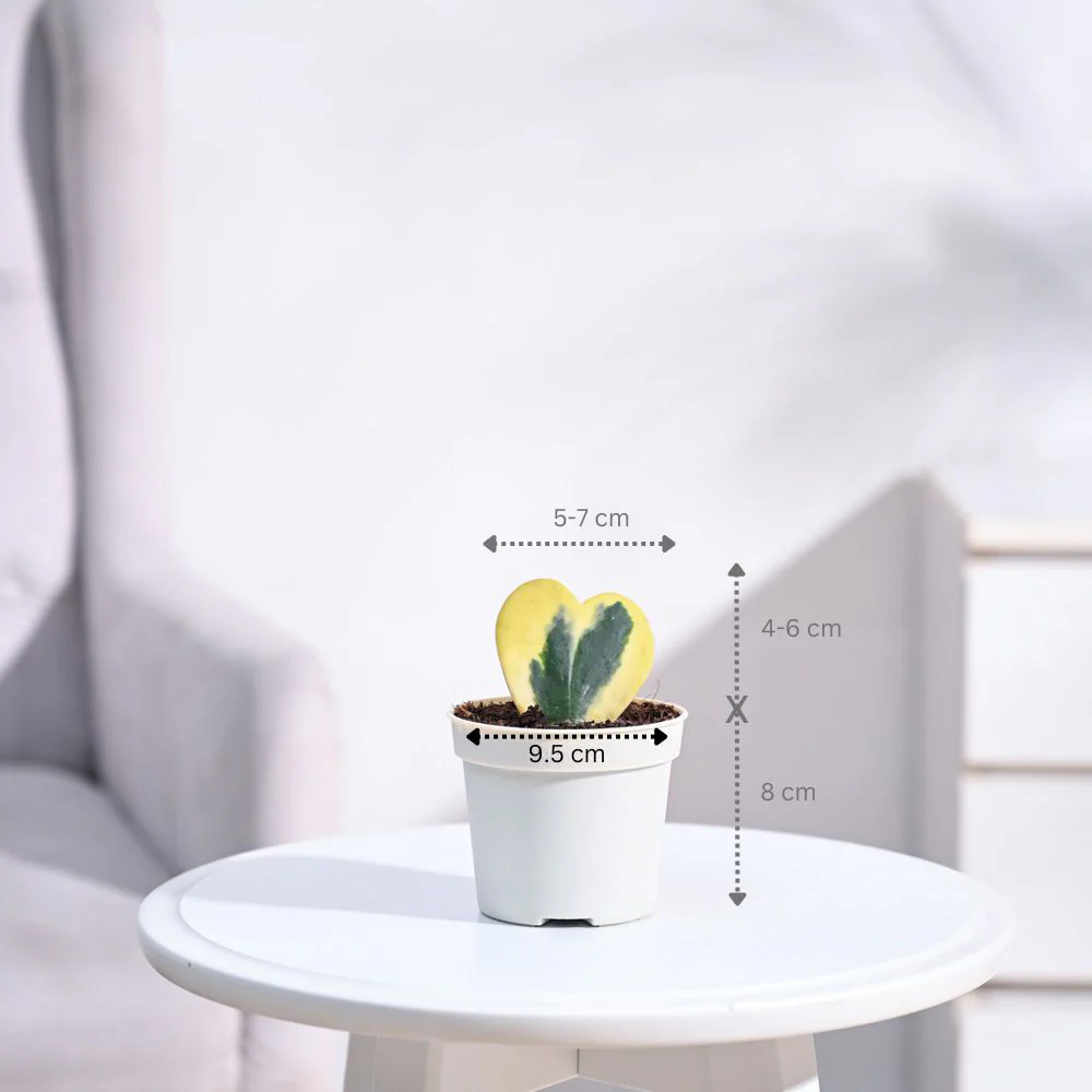 Product image 57