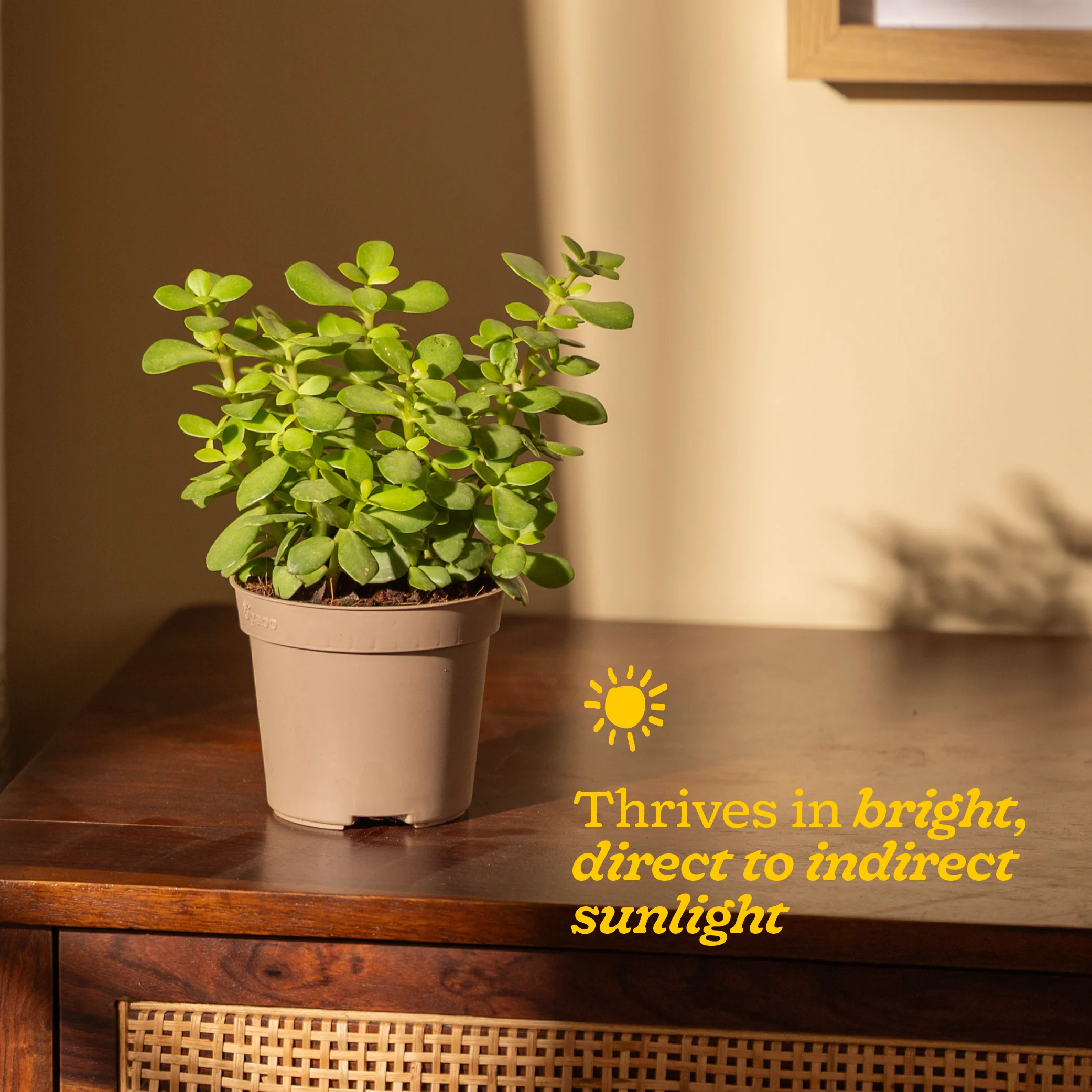 Product image 84