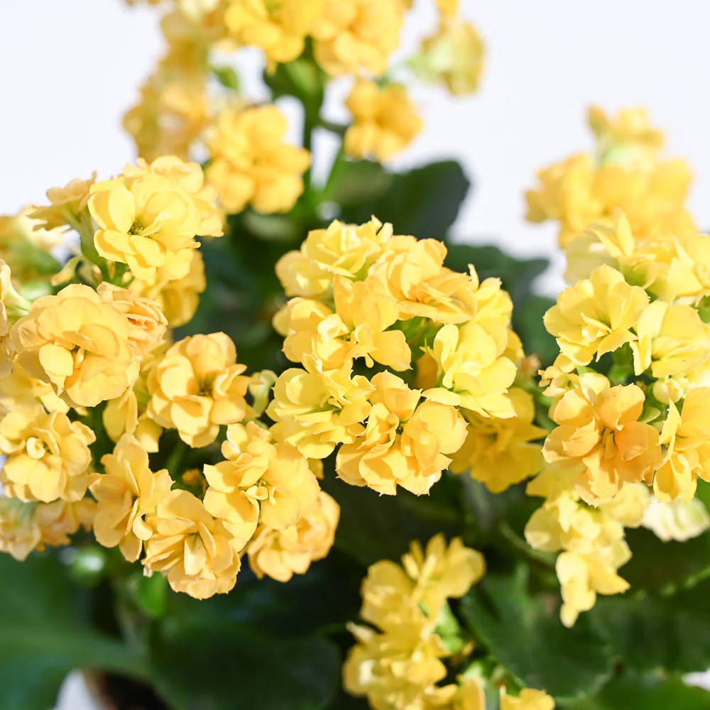 Product image 103