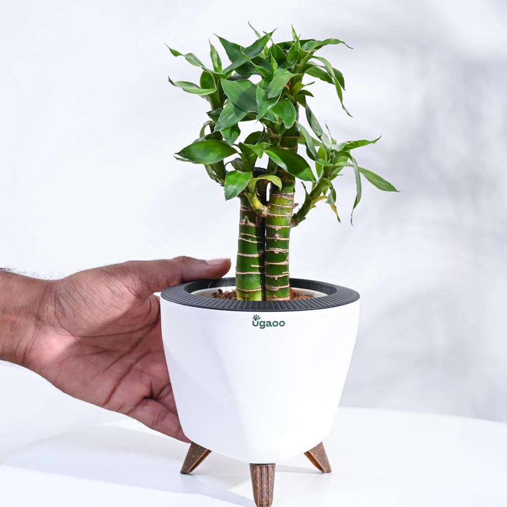 Product image 142