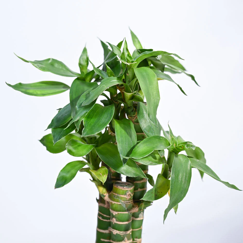 Product image 94