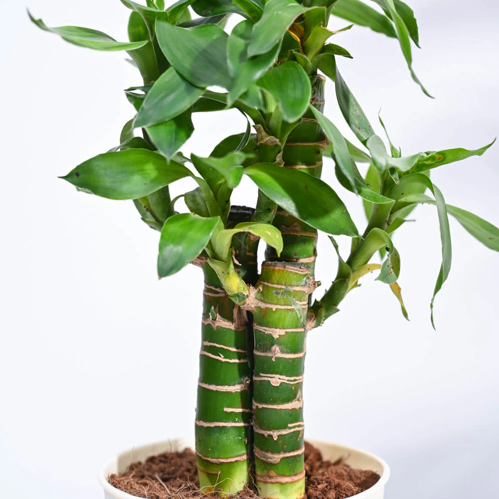 Product image 96