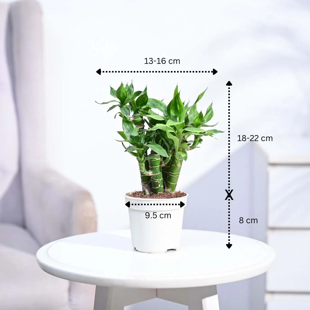 Product image 147