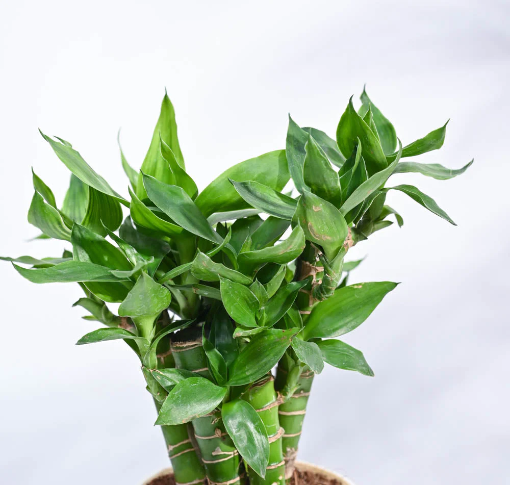 Product image 157