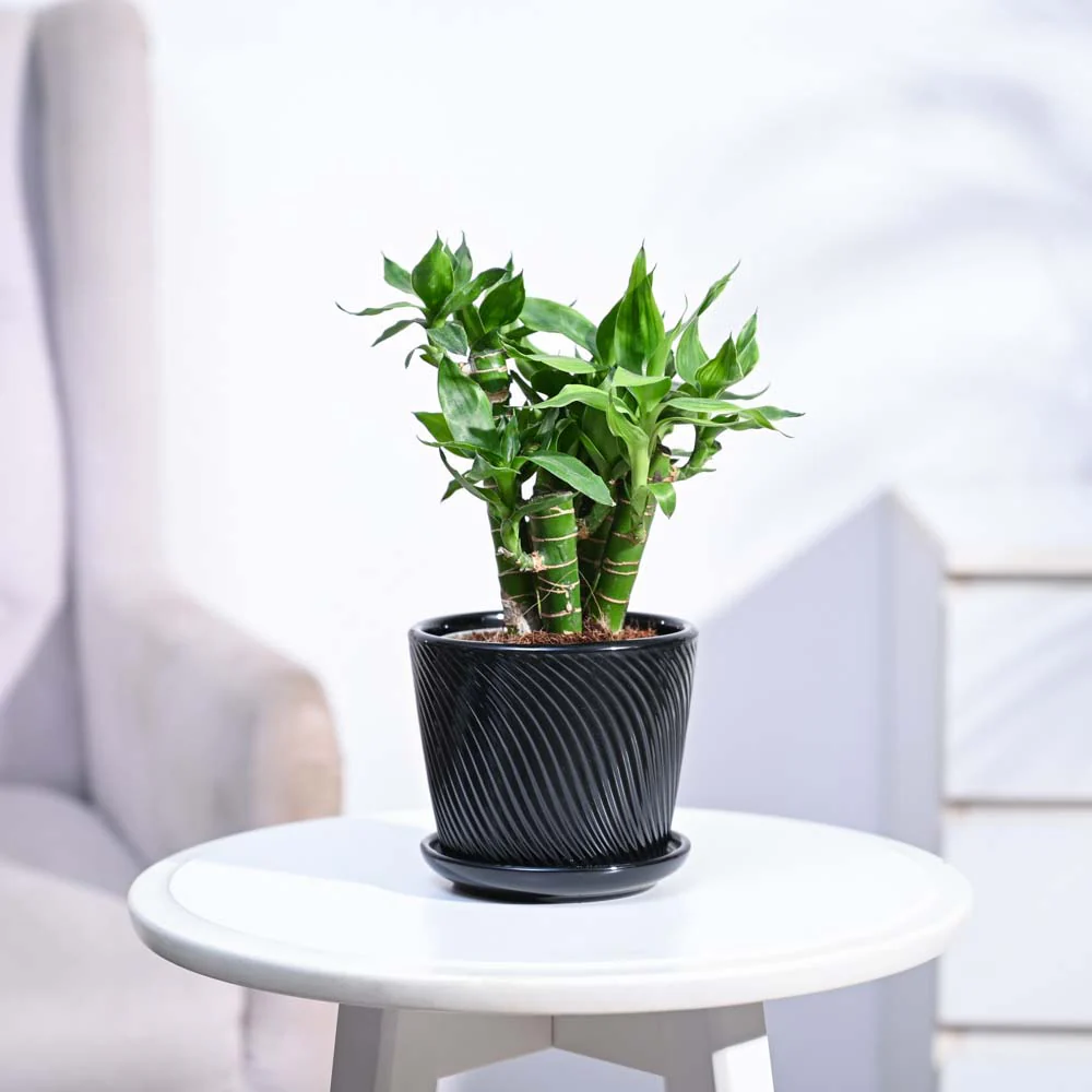 Product image 162
