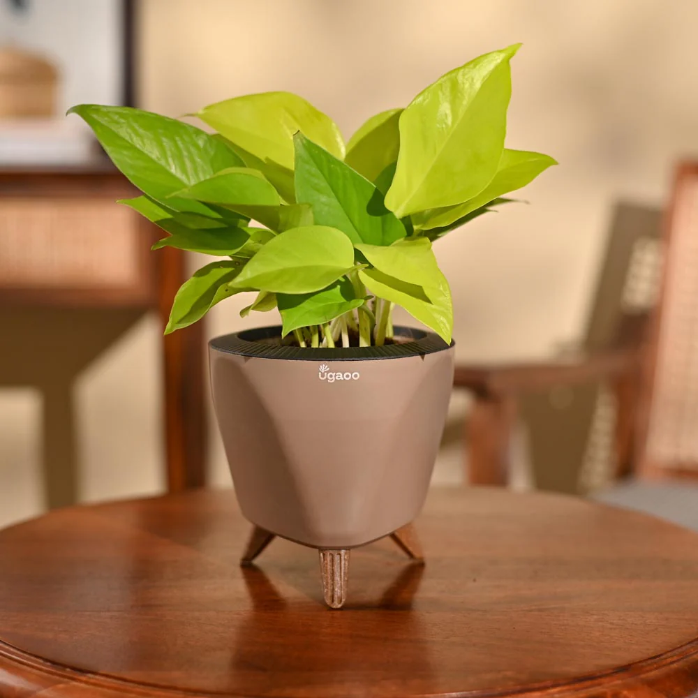 Product image 80