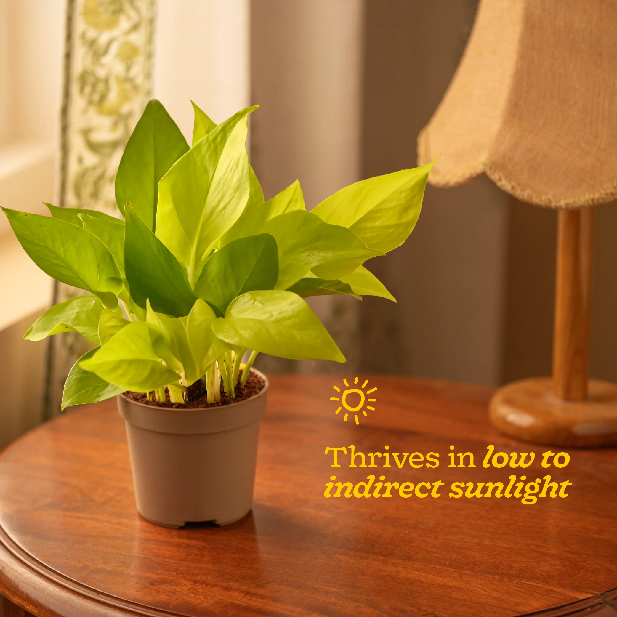 Product image 87