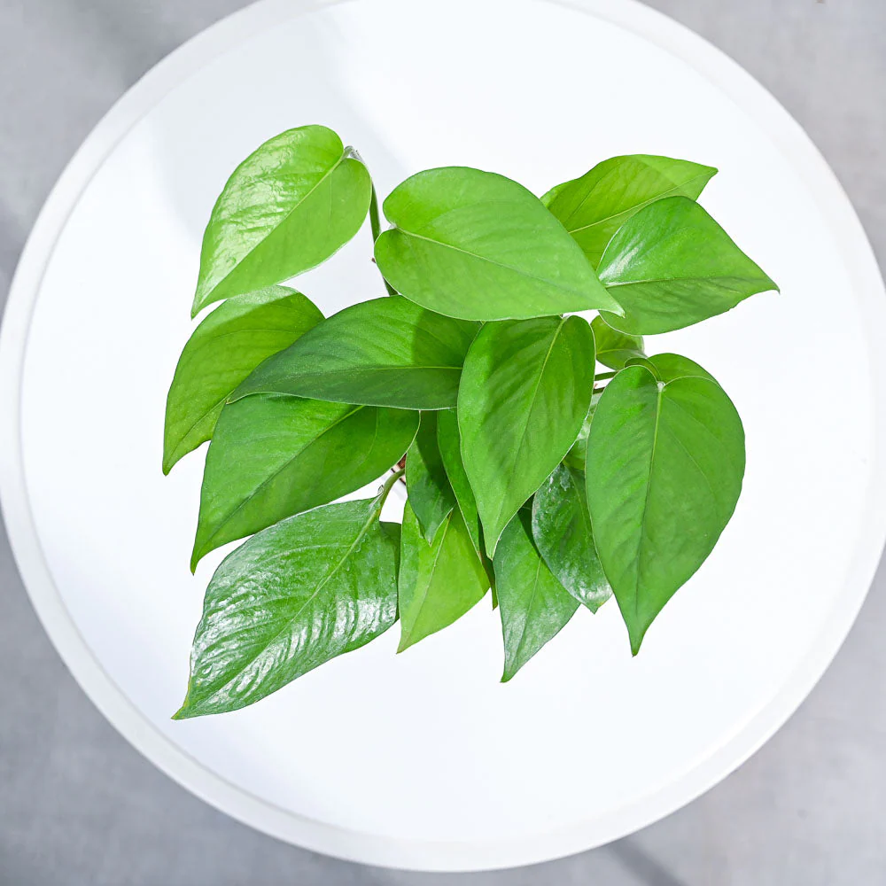 Product image 107