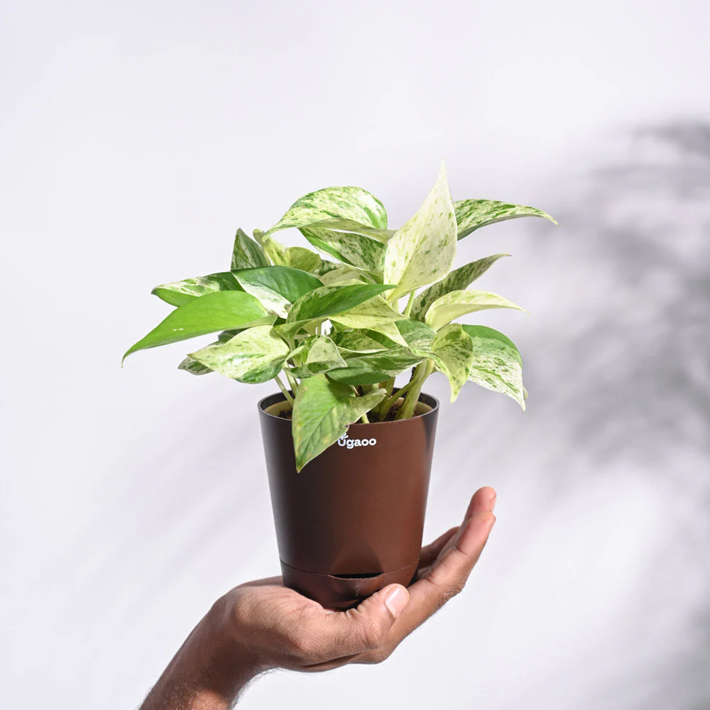 Product image 79