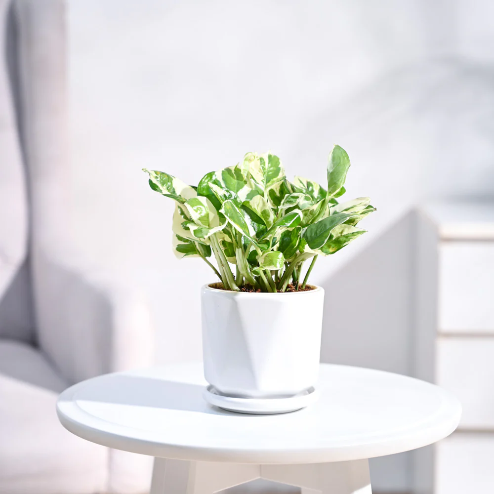 Product image 103