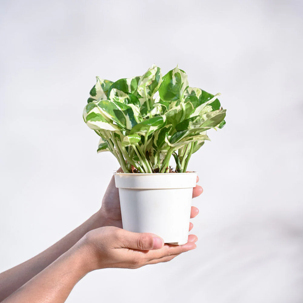 Product image 73