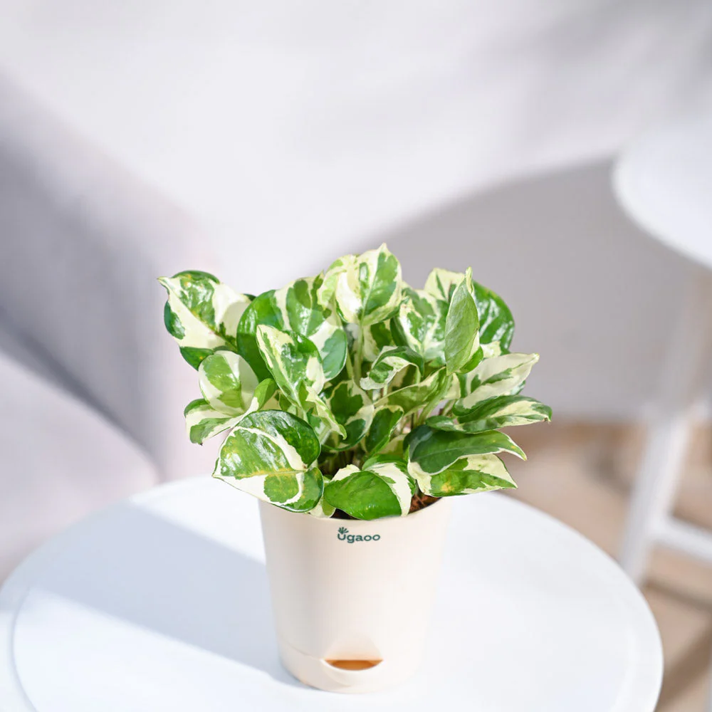 Product image 82