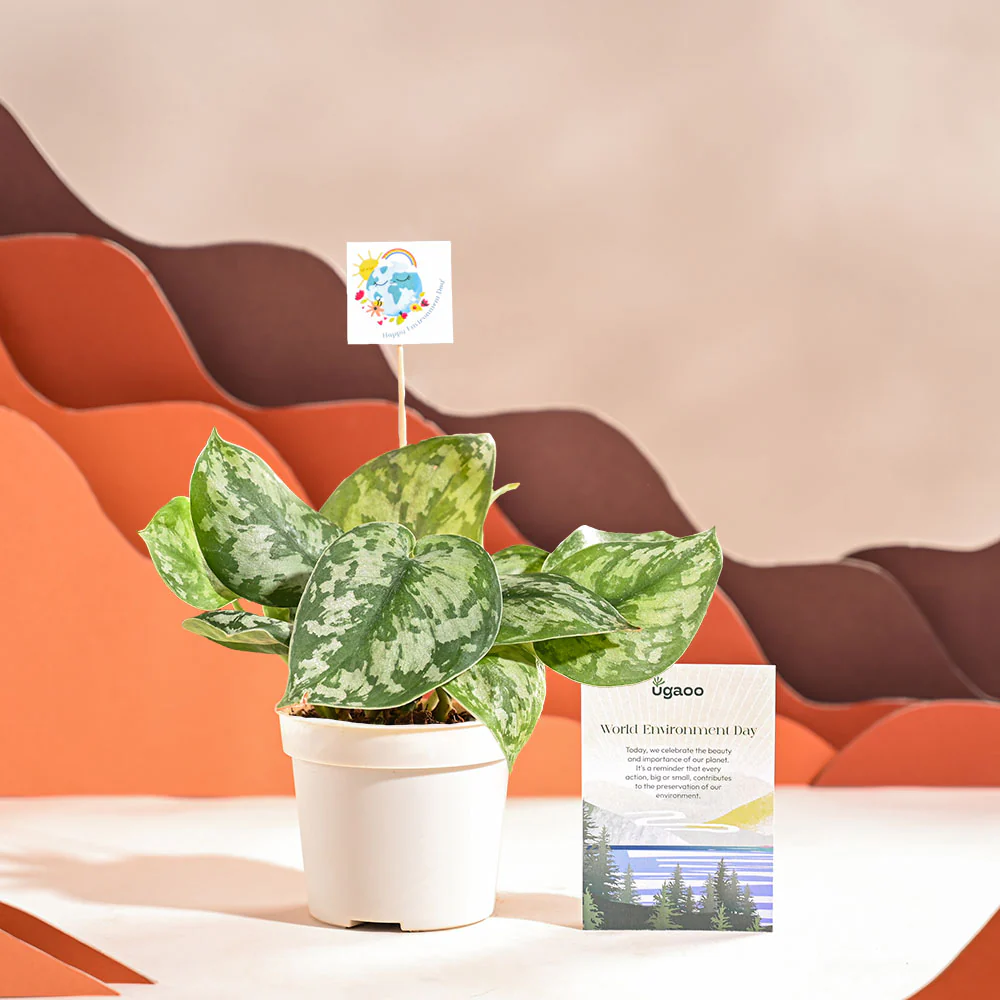 Product image 62