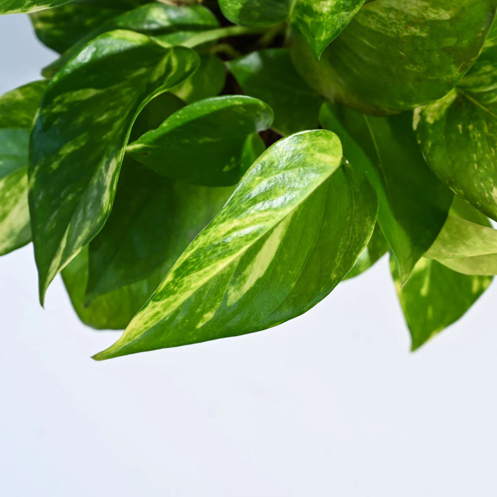 Product image 104