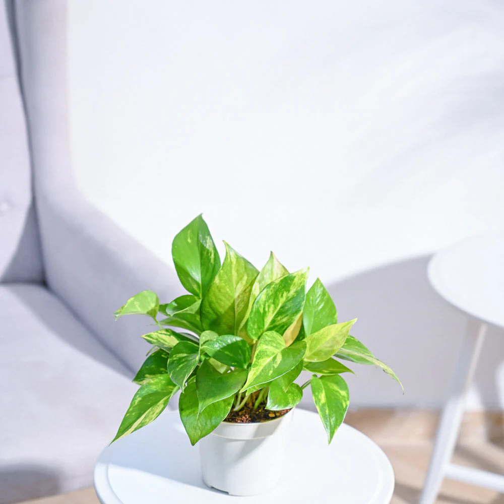 Product image 117