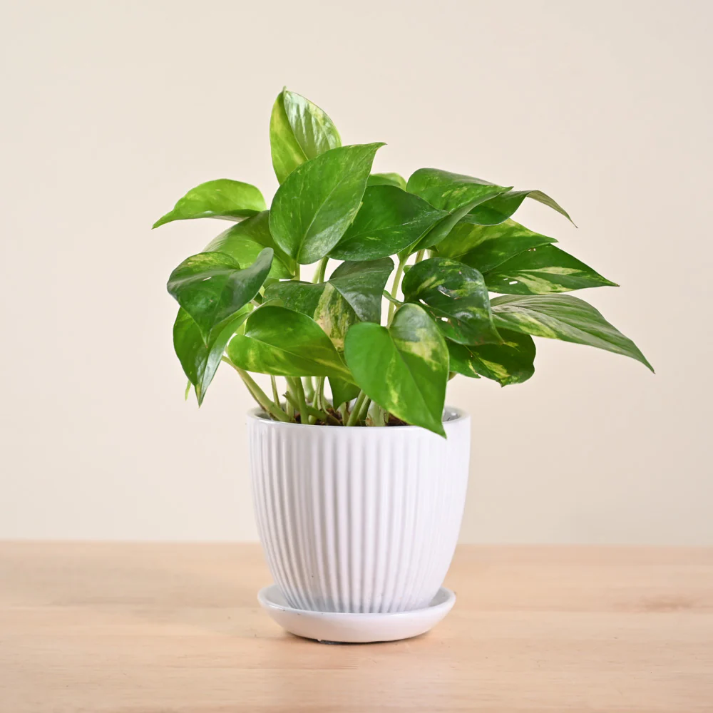 Product image 158